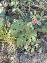 Rosa spithamea