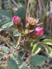 Rosa spithamea