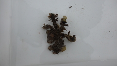 Camposcia retusa