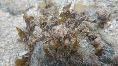 Camposcia retusa