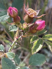 Rosa spithamea