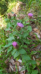 Centaurea pectinata