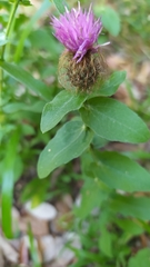 Centaurea pectinata