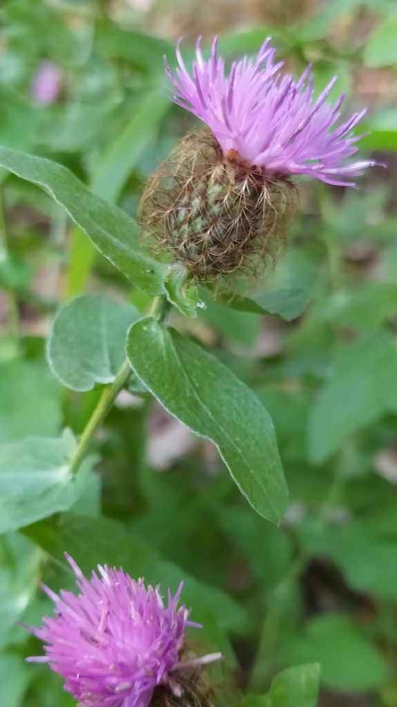 Pectinate Knapweed