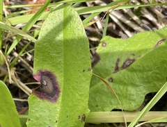 Ramularia inaequalis