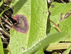 Ramularia inaequalis