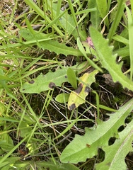 Ramularia inaequalis