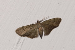 Eupithecia haworthiata