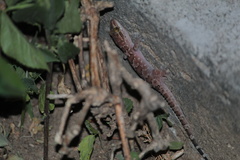 Hemidactylus whitakeri