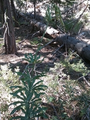 Lilium parvum
