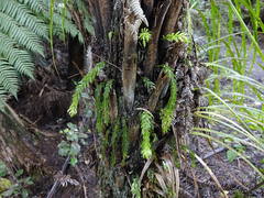 Tmesipteris sigmatifolia