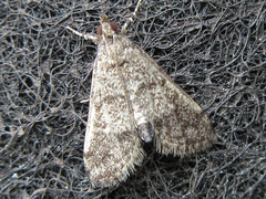 Dolicharthria bruguieralis