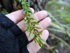 Tmesipteris sigmatifolia