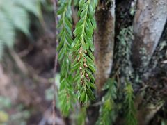 Tmesipteris sigmatifolia