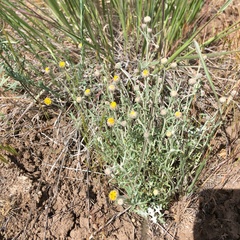 Eriophyllum lanatum achilleoides