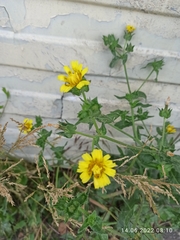 Helminthotheca echioides