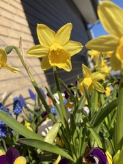 Narcissus