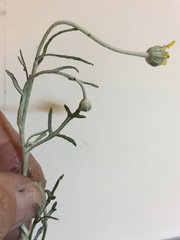 Eriophyllum lanatum achilleoides