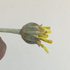 Eriophyllum lanatum achilleoides