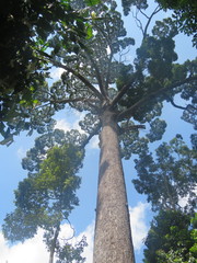 Dipterocarpaceae