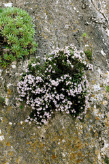 Erica sicula