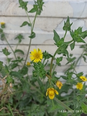 Helminthotheca echioides