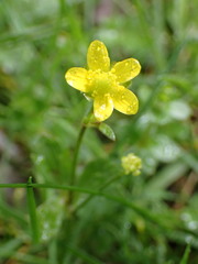 Ranunculus taisanensis