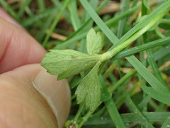 Ranunculus taisanensis