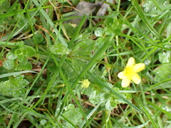 Ranunculus taisanensis
