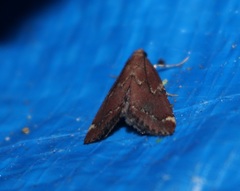 Hypsopygia intermedialis