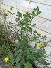 Helminthotheca echioides