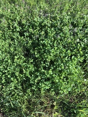 Trifolium hybridum