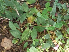 Convolvulus arvensis