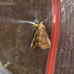 Pseudostella cyanolepia