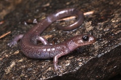 Plethodon stormi