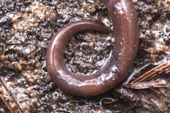 Plethodon stormi