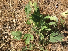 Ranunculus occidentalis occidentalis