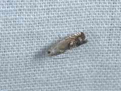 Microsarotis sanderyi