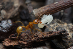 Aphaenogaster pythia