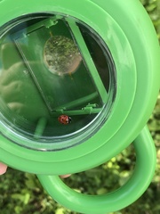 Coccinella septempunctata