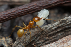 Aphaenogaster pythia