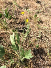 Ranunculus occidentalis occidentalis