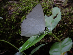 Curetis acuta