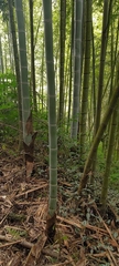 Phyllostachys edulis