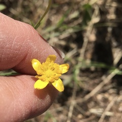 Ranunculus occidentalis occidentalis