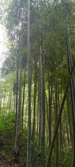 Phyllostachys edulis