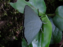 Curetis acuta