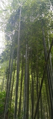 Phyllostachys edulis