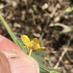 Ranunculus occidentalis occidentalis