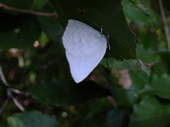 Curetis acuta